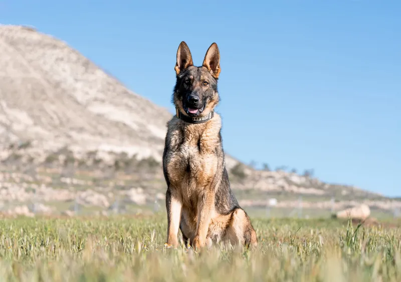 A handler gives a command to an attentive German Shepherd in a grassy field, showcasing the strong bond needed for protection dog training.