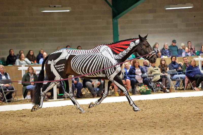 A handler demonstrating the correct triangle position for how to train your horse to lunge, with the line and whip forming two sides of the triangle.