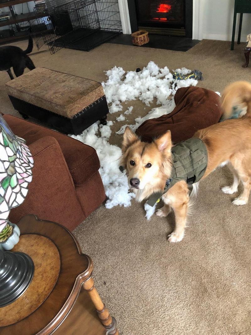 A happy Golden Retriever puppy lying comfortably inside its crate, happily chewing on a Kong puzzle toy. This illustrates the positive use of dog crate training tools.