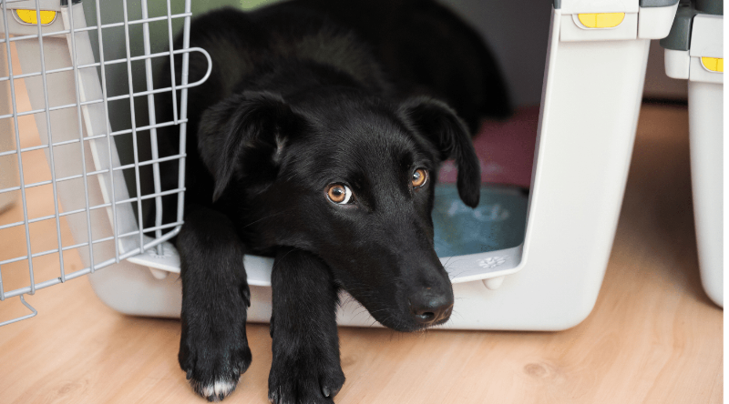 A beagle happily lying down inside its crate with the door open, chewing on a favorite toy, showing a successful outcome of training a dog in a crate.