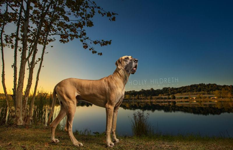 A smiling woman and her well-behaved black labrador sitting together in a park in Columbus, showcasing the positive results of dog training.