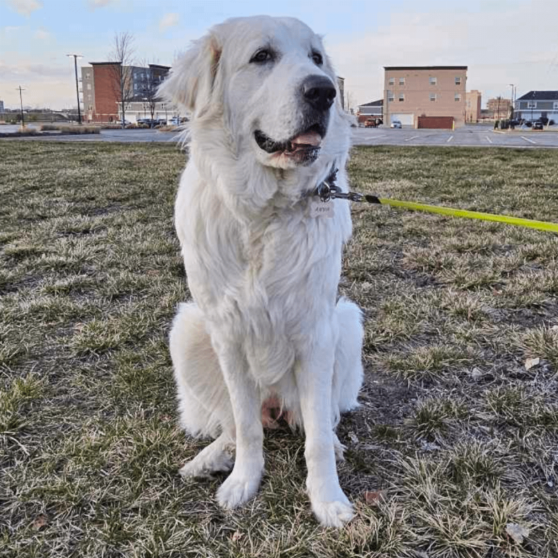A close-up shot of a person's hand shaking the paw of a happy Labrador in a park in Rapid City, symbolizing the trust and bond built through dog training.