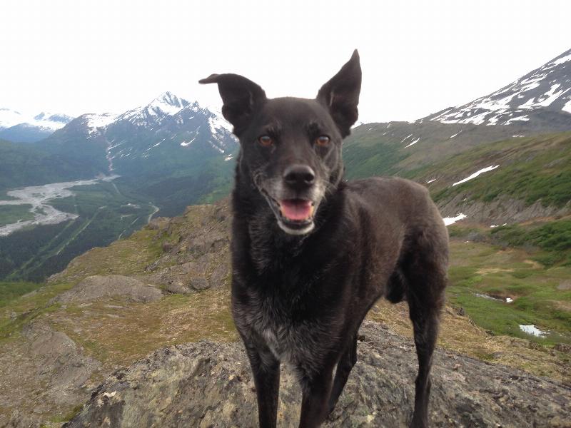 A person wondering how do i train my dog to shake, now successfully shaking hands with a smiling border collie.