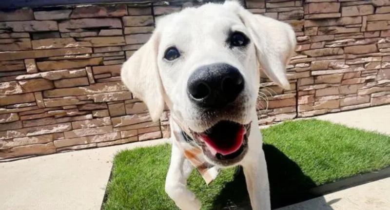 A happy Labrador puppy successfully using a designated indoor grass potty patch placed neatly in the corner of a modern apartment living room.
