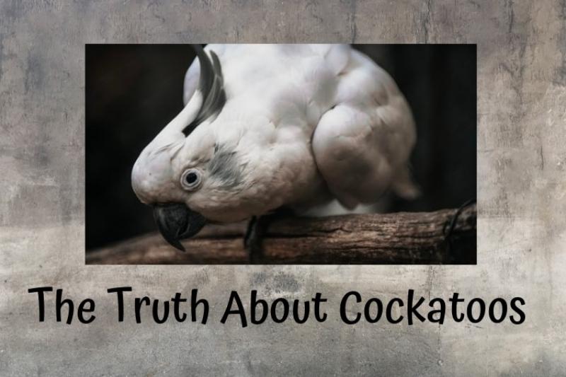 A happy, well-trained parrot is perched on its owner's shoulder, interacting playfully and looking engaged. The scene conveys a strong bond and trust between human and avian companion.