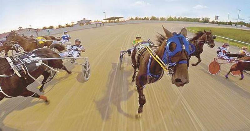 A Standardbred horse at full pace during a horse racing with cart event, pulling a driver in a sulky.