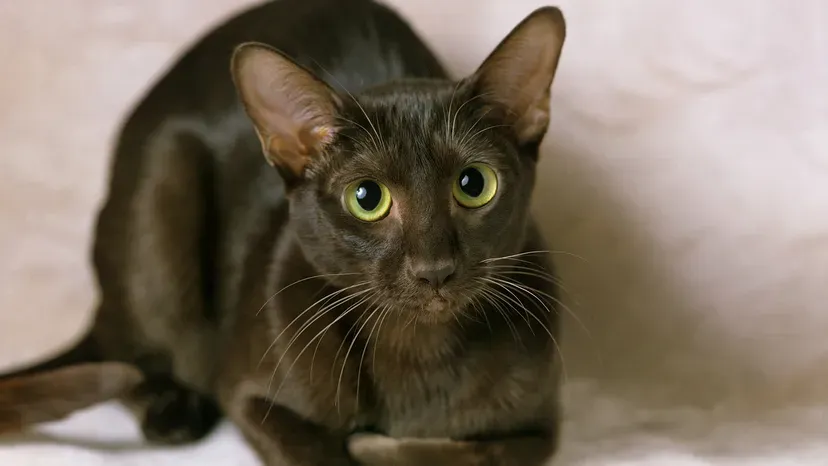 Havana brown cat with green eyes