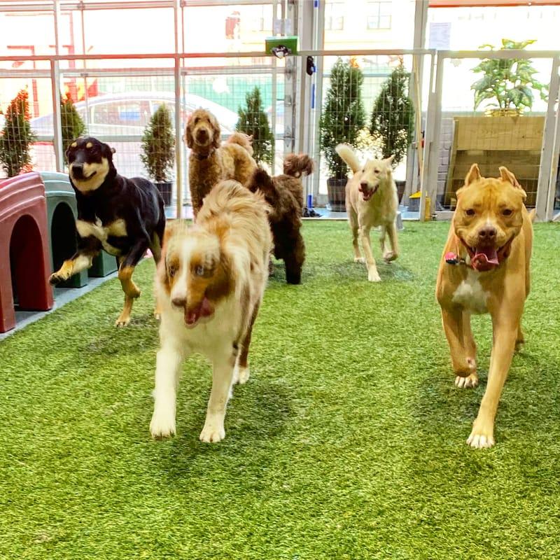 A group of diverse puppies playing safely in a clean, indoor training facility in the Hewlett Harbor area during a socialization class.