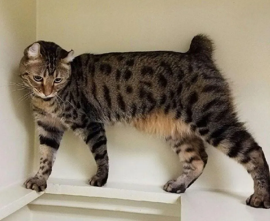 Highlander exotic cat breed