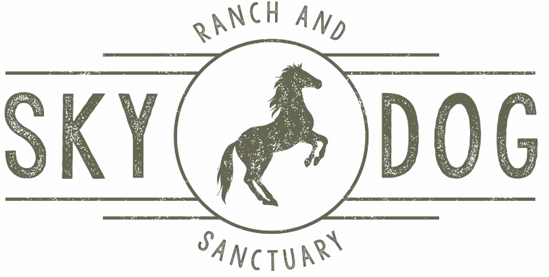 A gentle brown horse nuzzling the pregnant belly of a woman in a sunny field, illustrating the incredible horse hugs pregnant woman story.