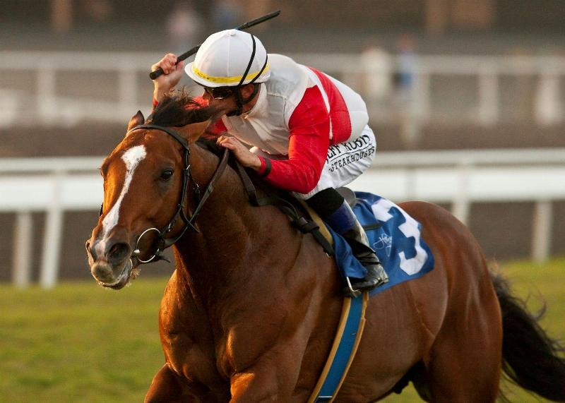 A detailed infographic showing various data points for horse racing handicapping software, including speed, jockey stats, and track conditions, all connected to a central horse icon.