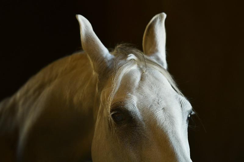 An aggressive horse with pinned ears and a tense jaw, illustrating a key warning sign before a horse attacks trainer