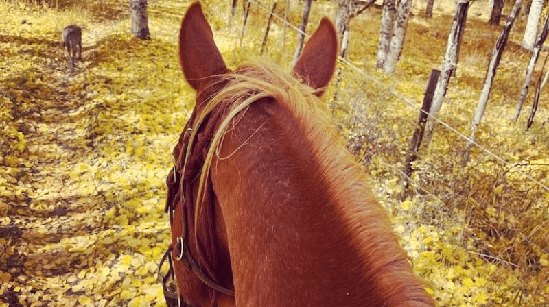 Majestic horse and rider on a serene trail