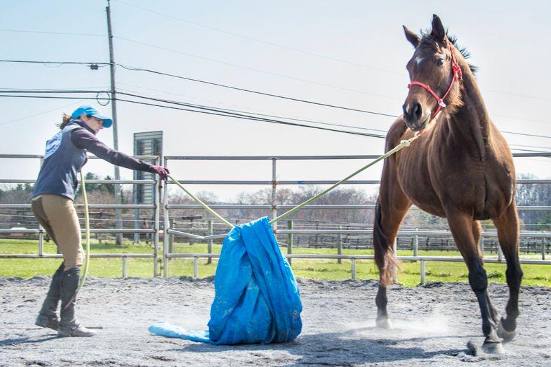 A group of people learning groundwork exercises with their horses during a sunny outdoor horse training clinic.