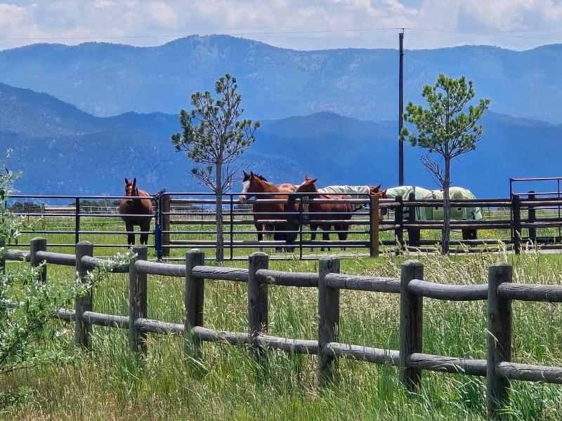 A person leading a calm horse in a sunny pasture, demonstrating the basics of horse training for dummies.