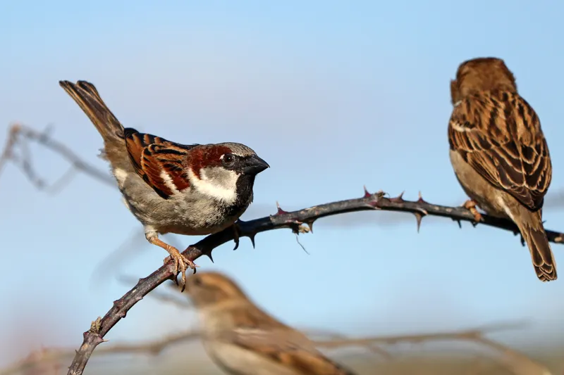 House sparrow aggression