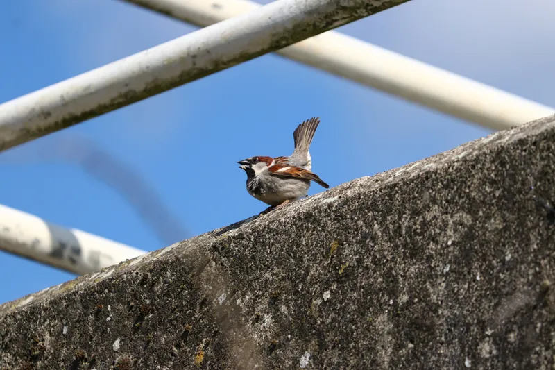 House sparrow courtship dance