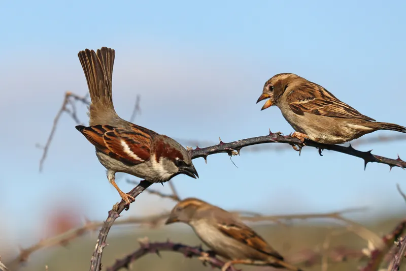 House sparrow displaying aggression