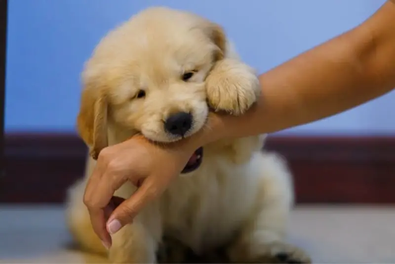 How Do You Train a Puppy Not to Bite?