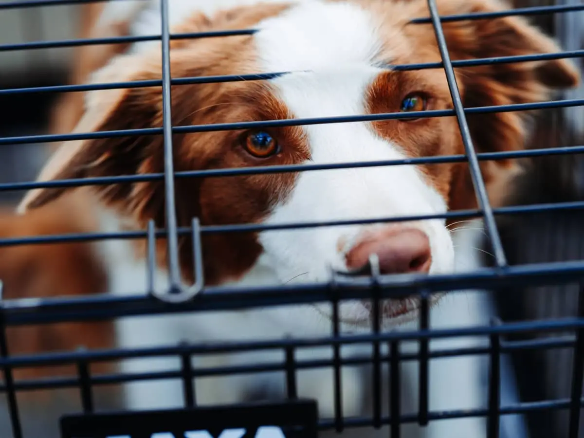 How Long Can a Puppy Stay in the Crate?