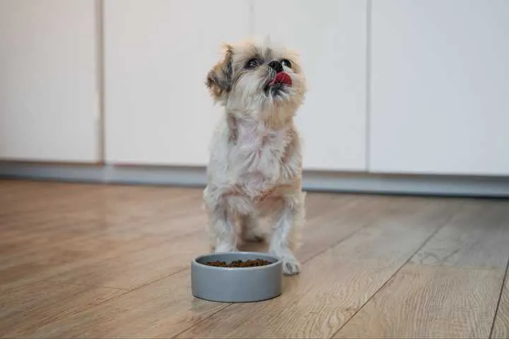 how to get my dog to poop outside