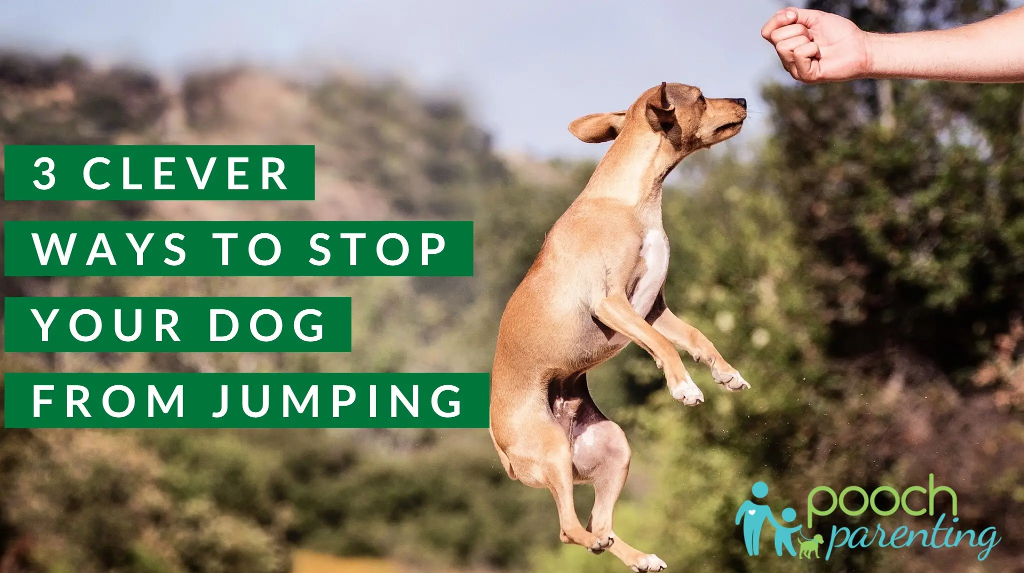How to Stop a Dog from Jumping Up on People