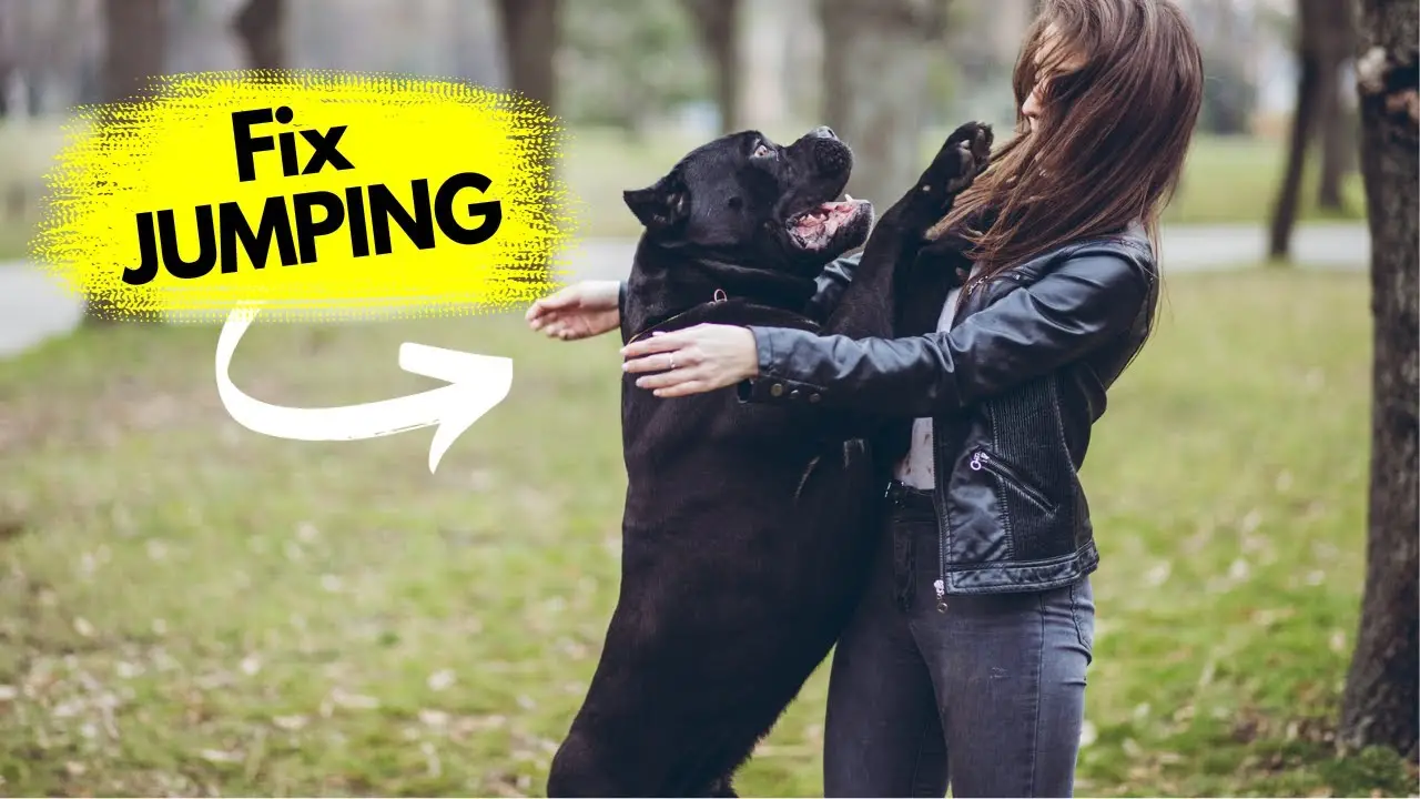 How to Stop Dog from Jumping on People
