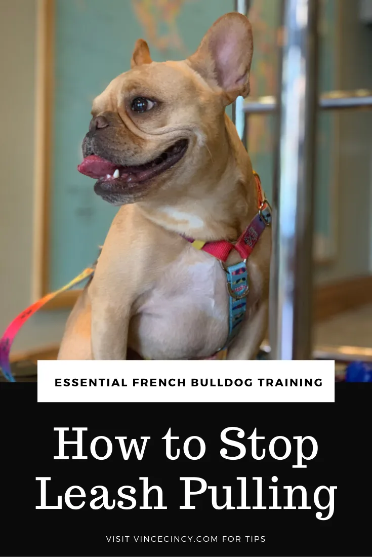 How to Stop Leash Pulling French Bulldog