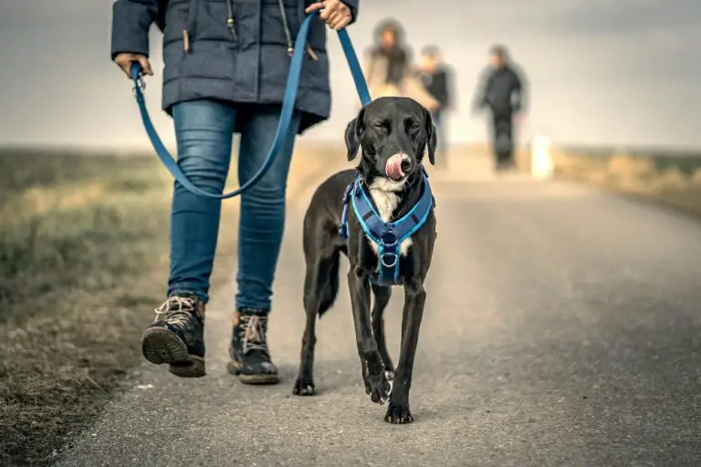 How to Teach a Dog to Walk on the Leash