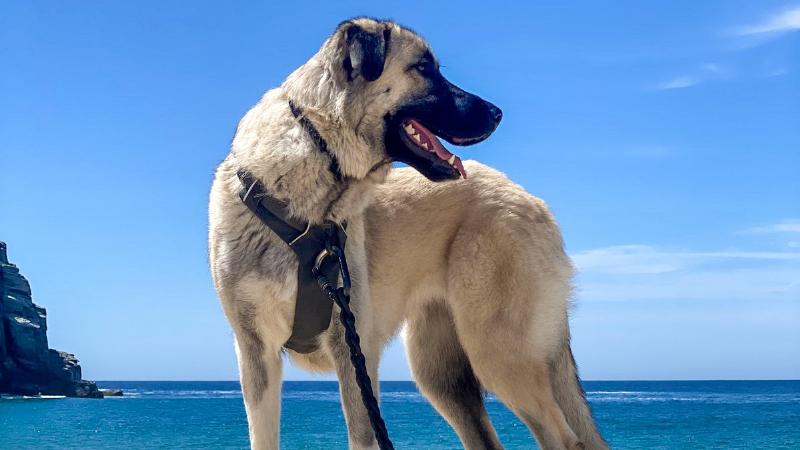 effective dog training with remote shock collar