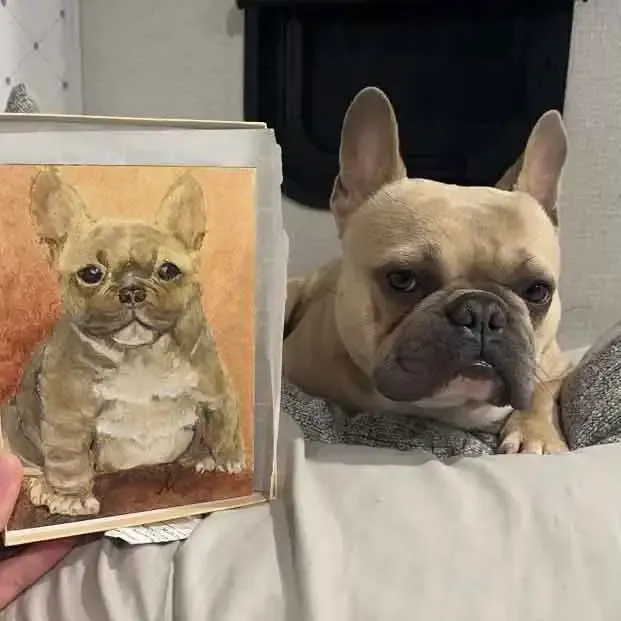 Hugo the adult French Bulldog pictured with his puppy portrait.