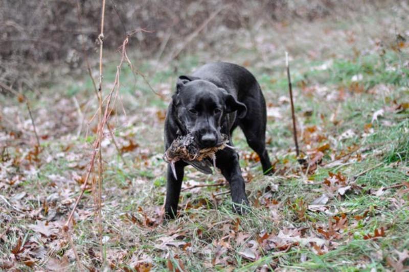 A German Shorthaired Pointer focused on its task, nose down, tracking a scent trail during a pheasant scent for dog training session in a golden field