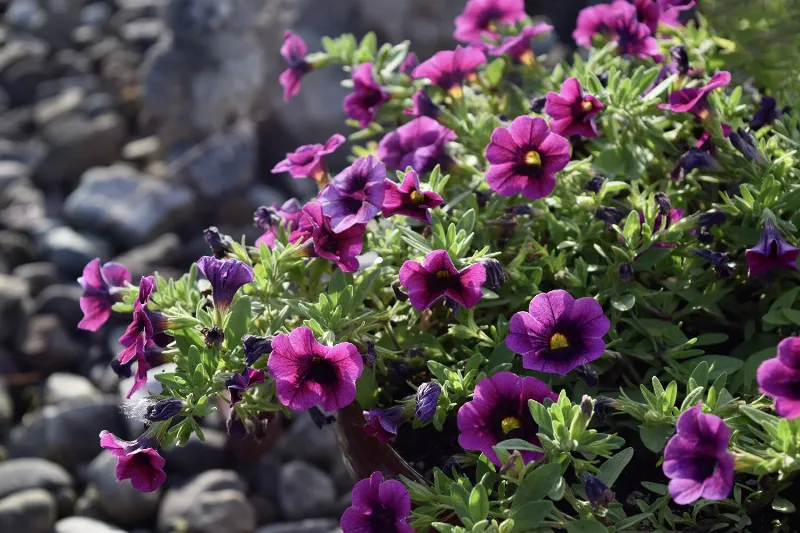 An artful depiction of a classic sled dog book cover, with a husky silhouette against a starry Arctic sky.