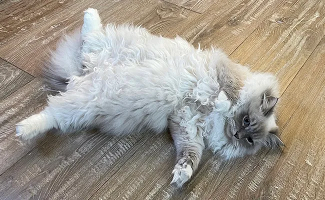 Ideal Living Conditions for the Neva Masquerade