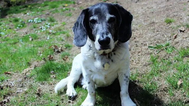 Image of a dog eating healthy food