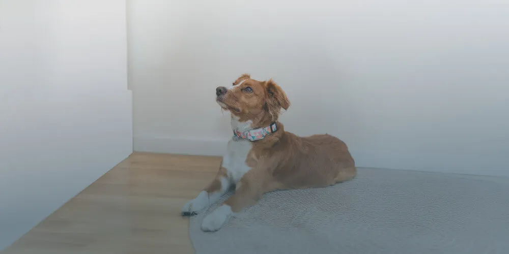 Image of a dog enjoying a meal