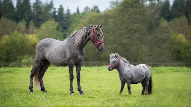Image of a horse and a pony standing side-by-side.