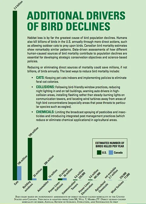 It’s estimated that cats kill 1.3–4 billion birds each year in the U.S. alone, a staggering number even when compared with the next-largest sources: 599 million estimated to be killed in collisions with windows and 200 million killed by automobiles. Image from the 2014 State of the Birds Report.