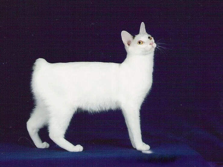 Japanese Bobtail Cat