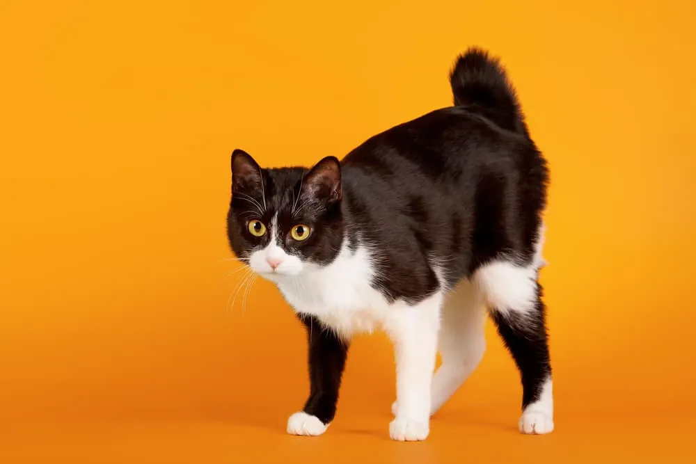 Japanese Bobtail on orange background