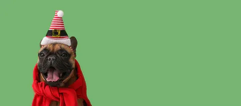 Japanese Dog Lover Box: A Cultural Twist on Pet Gifting