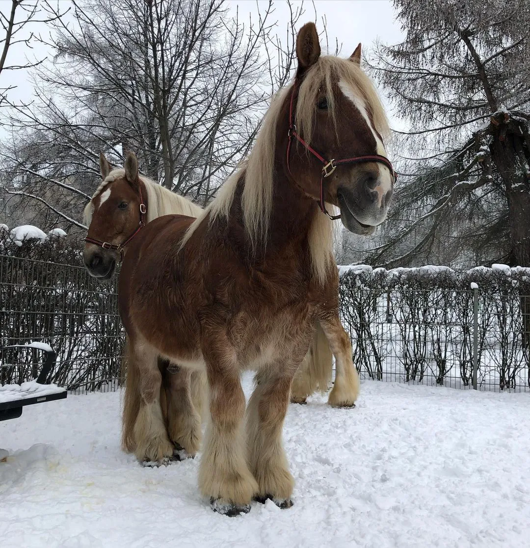 Jutland horse in a field
