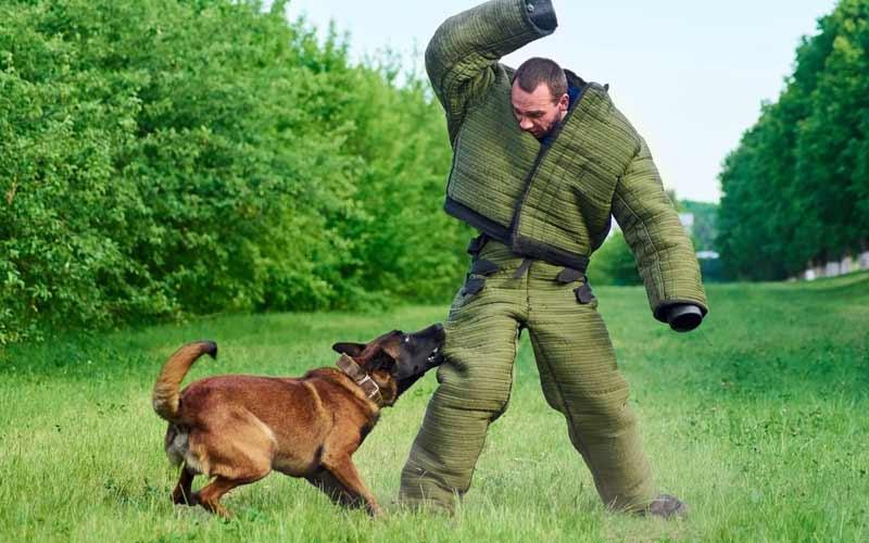 A German Shepherd in the middle of an agility course for its ultimate k9 dog training program.