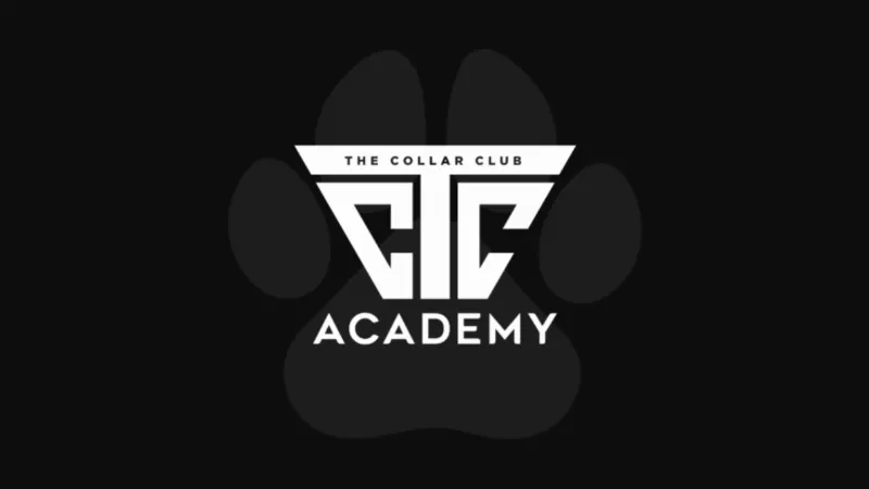 Positive reinforcement training session with a dog in Keller, Texas