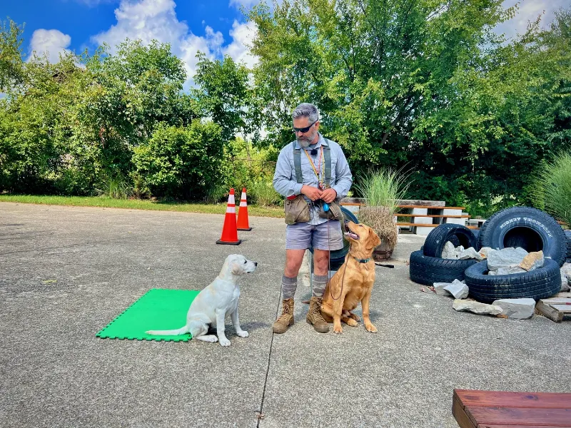 A diverse group of puppies playing and learning in a safe, indoor dog training facility in Kentucky, showcasing proper socialization.