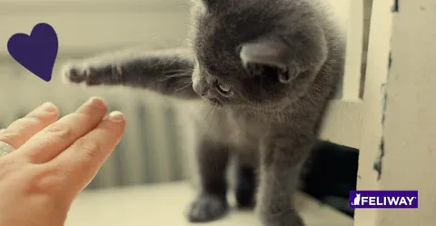 Kitten scratching on a post