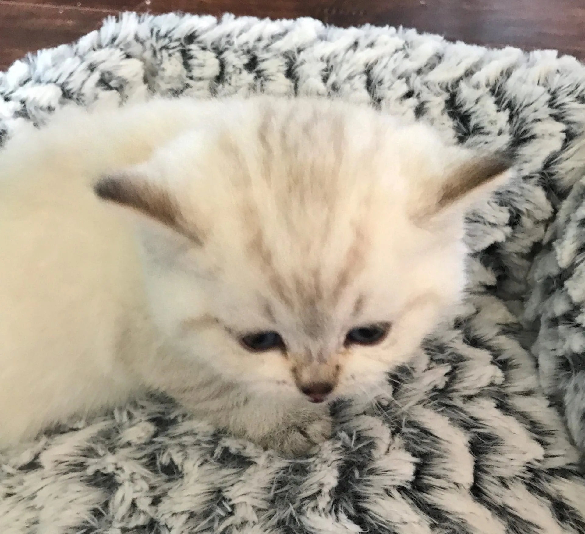 Kittens displaying Color Point patterns