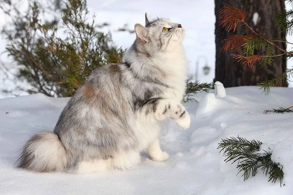 Kurilian Bobtail exotic cat breed