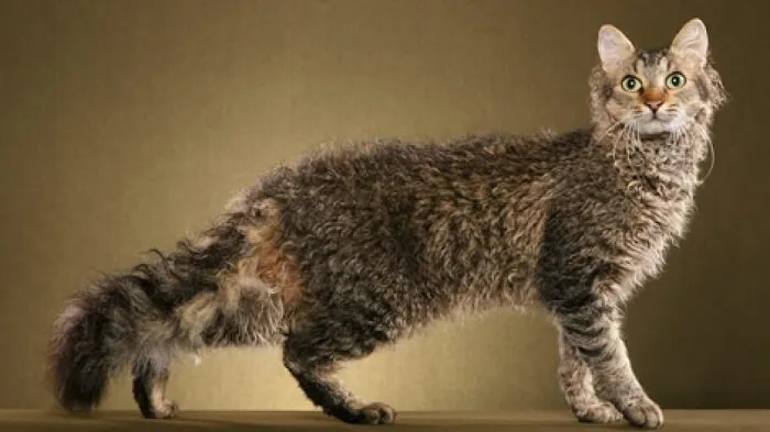LaPerm cat