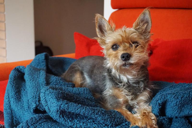A beautiful Golden Retriever lying calmly on the floor of a train at its owner's feet, demonstrating how larger dogs can travel on pet-friendly rail lines.